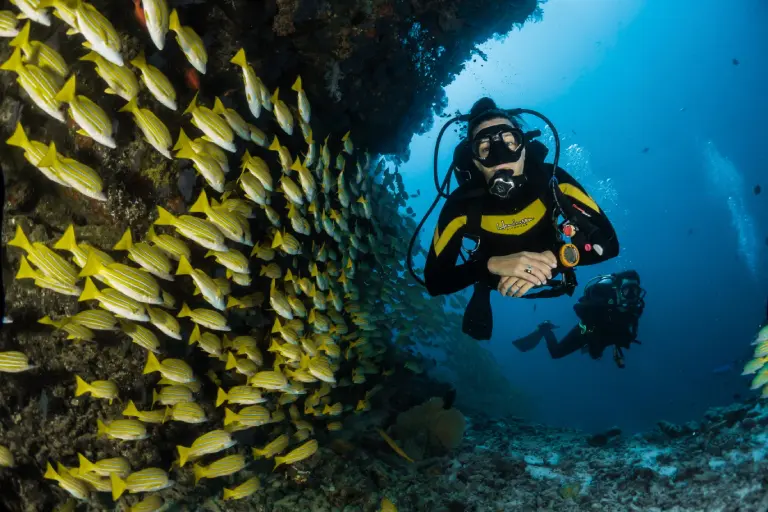 Scuba divers explore a coral reef